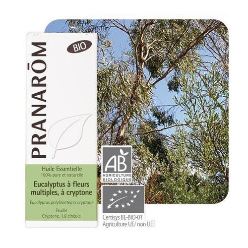 Eucalyptus À Cryptone Bio - He D'eucalyptus Polybractea Ct Cryptone 10 Ml - Pranarôm 