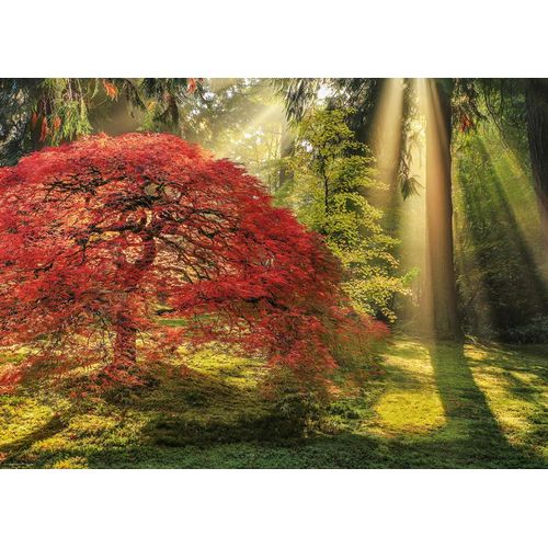 Puzzle 1000 Pièces Aaron Reed - Guiding Light