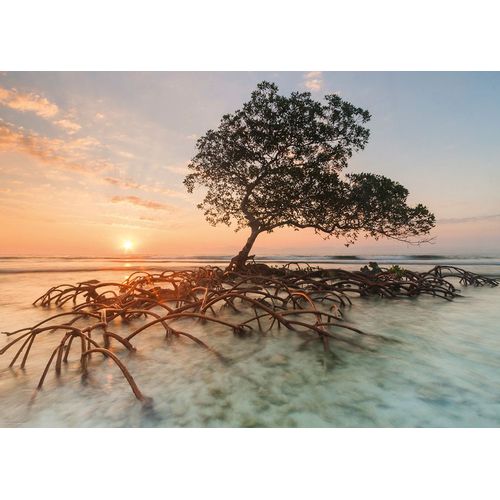 Puzzle 1000 Pièces Red Mangrove