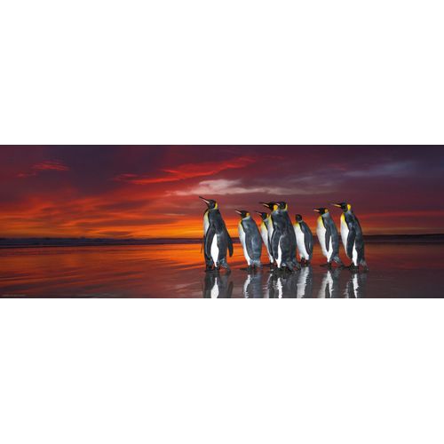 Puzzle 1000 Pièces Wim Van Den Heever - King Penguins