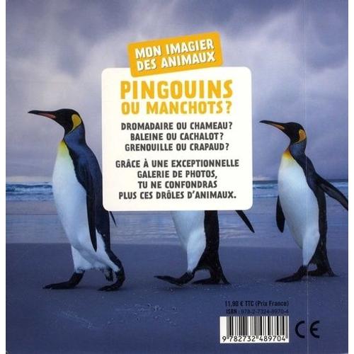 5 infos sur les pingouins et les manchots 