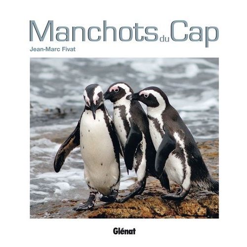 Manchots Du Cap