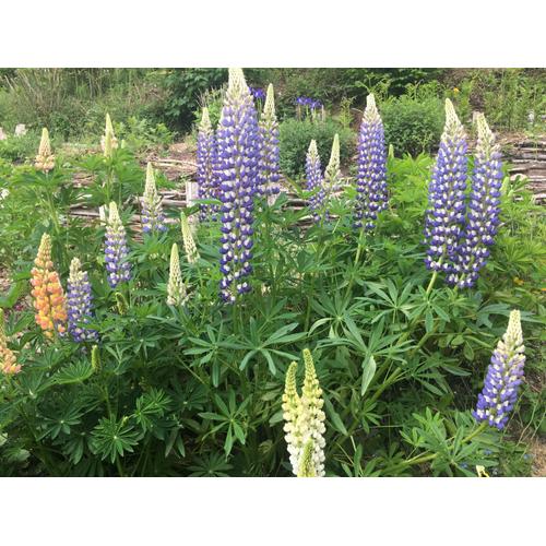 Lupins Géants , Couleurs Variées