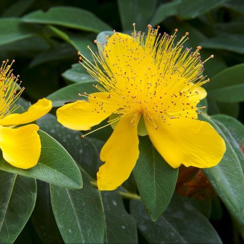 Millepertuis Couvre-Sol - Hypericum Calycinum