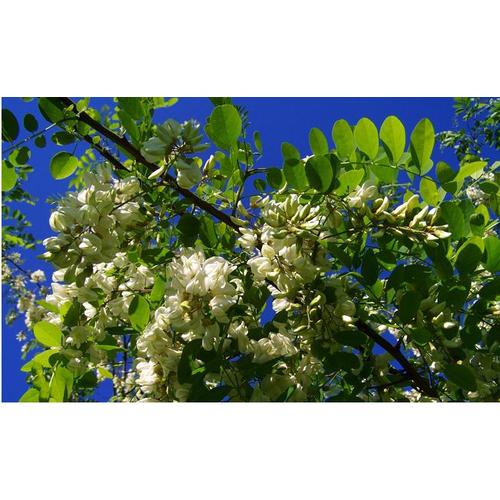 Acacia (Robinia Pseudoacacia), Robinier Faux-Acacia