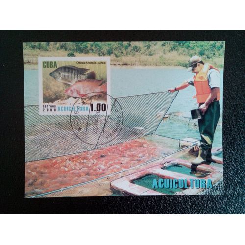 Timbre Cuba M I Bl 237 Aquaculture Du Tilapia Bleu (Oreochromis Aurea) 2008 ( 14812 )