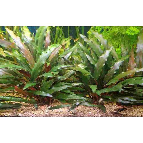 Plantes Aquarium Cryptocoryne Beckettii