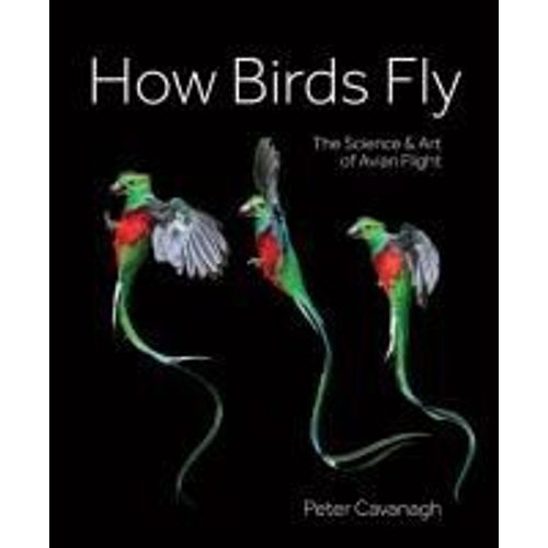 How Birds Fly