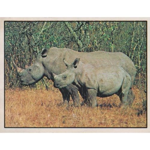 Rhinocéros Blanc D'afrique - N°4 De La Collection Menier "Bébés Animaux"