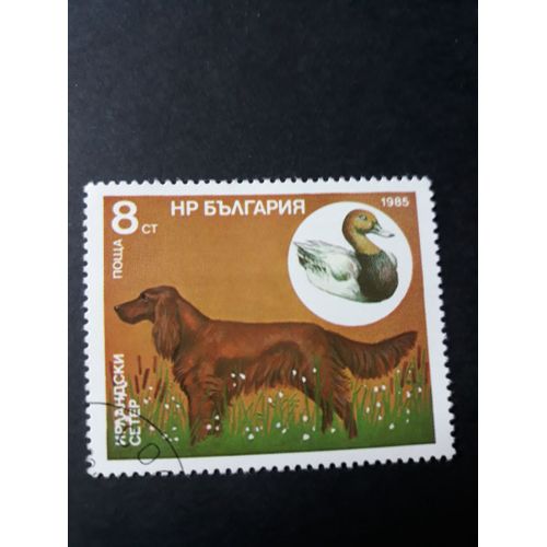 Timbre Chien Dog Se Chasse Tp8