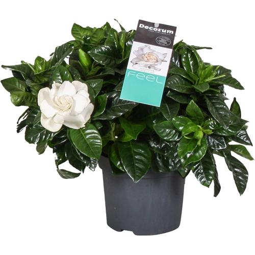 Blanc - Gardenia Jasminoides - Jasmin Du Cap Plante D'intérieur - Pot 13cm - Hauteur 20-30cm