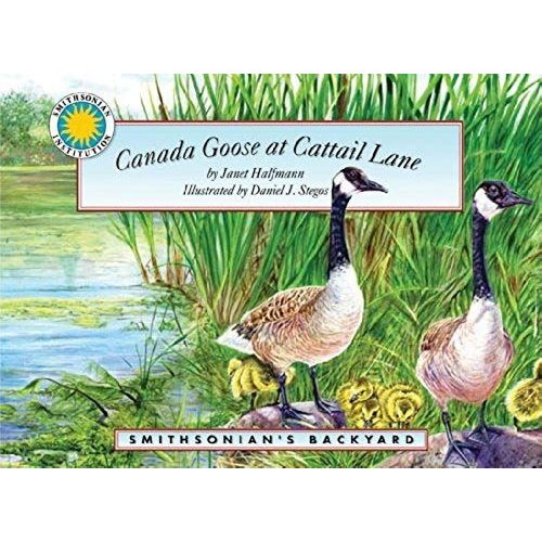 Canada Goose At Cattail Lane