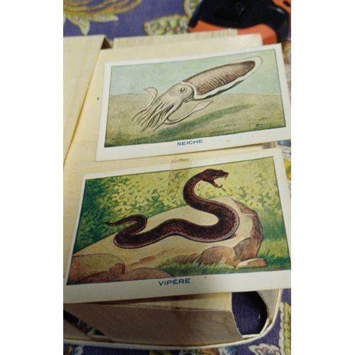 Carte Vipere Et Seiche Bon Point