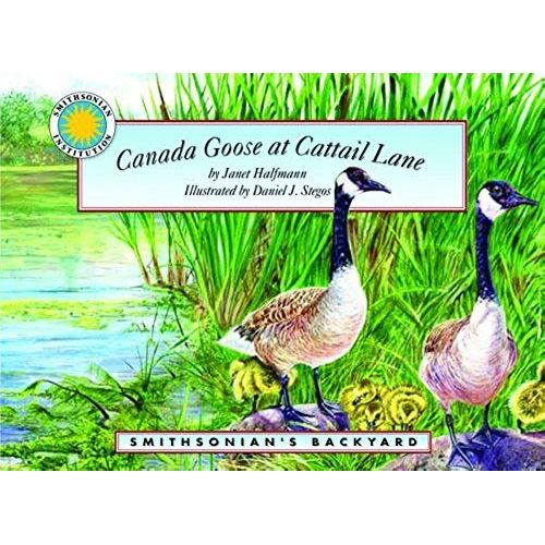 Canada Goose At Cattail Lane