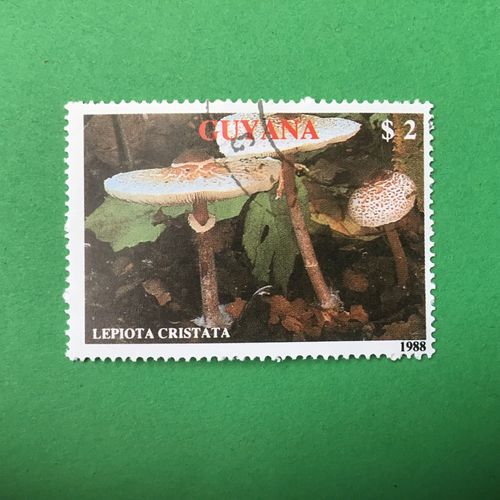 Guyane - Champignons - Lepiota Cristata (Y & T 2079)