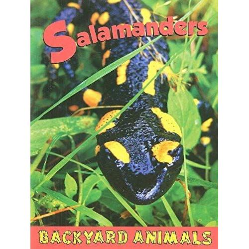 Backyard Animals Salamanders