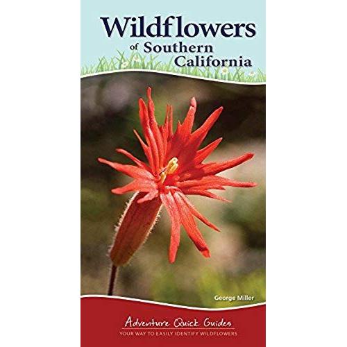 Wildflowers Of Southern California: Your Way To Easily Identify Wildflowers