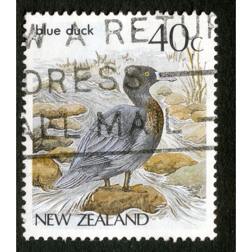 Timbre Oblitéré New Zealand, Blue Duck, 40 C