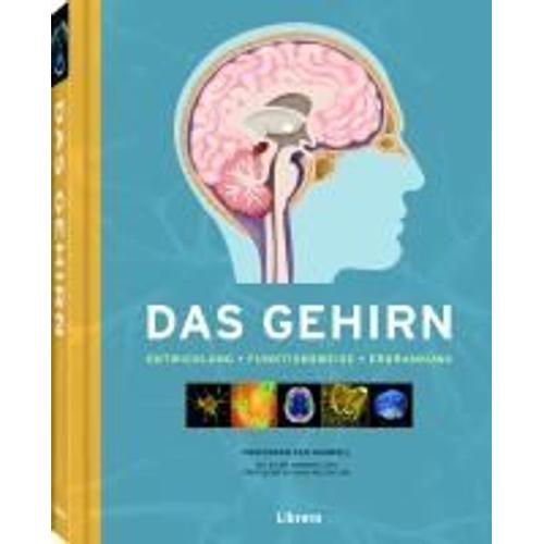 Das Gehirn