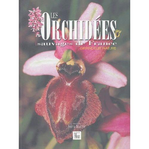 Les Orchidées Sauvages De France - Grandeur Nature