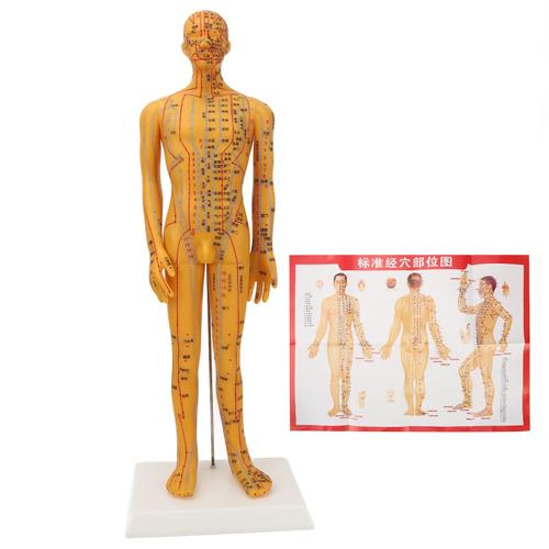 ModèLe D'acupuncture Du Corps Humain 53cm, Mannequin D'enseignement De La MéDecine Chinoise, Point De Pression, ModèLe D'acupuncture