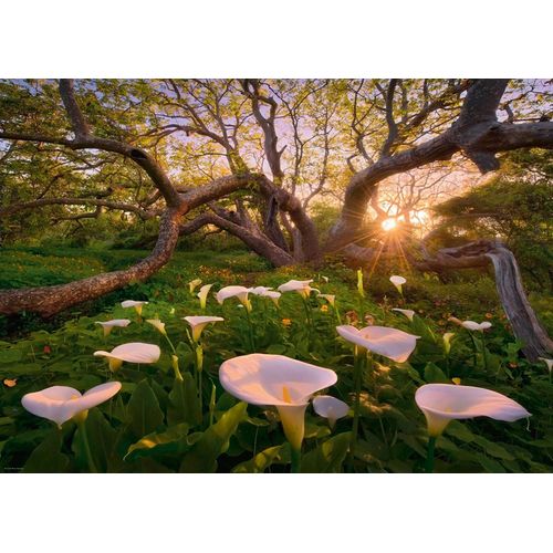 Puzzle 1000 Pièces Marc Adamus - Calla Clearing