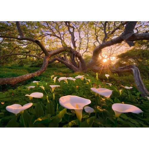 Puzzle 1000 Pièces Marc Adamus - Calla Clearing