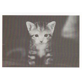 Carte postale Chat n 2 en noir et blanc chaton mignon kawaii