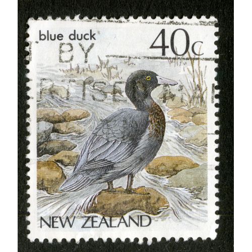 Timbre Oblitéré New Zealand, Blue Duck, 40 C