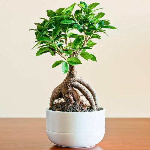 Vert Plante Pour La Maison Ou Le Bureau ¿ Ficus Ginseng Bonsaï D¿Intérieur Décoratif