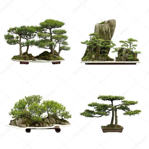 Mostra Nell'immagine 10pcs Sacré Cèdre Du Japon Graines Bonsaï Graines D'intérieur Plantes Jardin Décoration Miniascape Graines