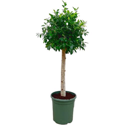 Vert Trendyplants - Ficus Nitida Sur Tronc - Caoutchouc - Plante D'intérieur - Hauteur 120-140 Cm - Taille Du Pot Ø30cm