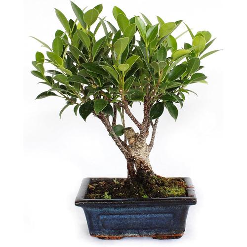 Bonsai Ficus Microcarpa - Bonsai Ficus Microcarpa - Bonsai Ficus Retusa - Naturalles Plantes D'intérieur - Pot En Céramique Artisanal - H 25-30 Cm Pot Ø 15 Cm