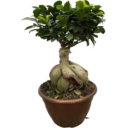 Vert Trendyplants - Ficus Microcarpa Ginseng - Bonsaï - Plante D'intérieur - Hauteur 40-60 Cm - Taille Du Pot Ø25cm