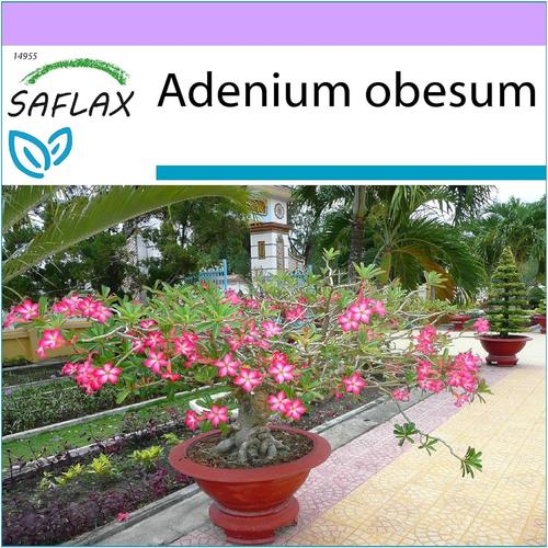 Rose,Roses - Rose Du Désert - 8 Graines - Adenium Obesum