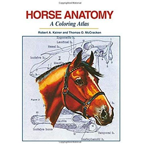 Horse Anatomy