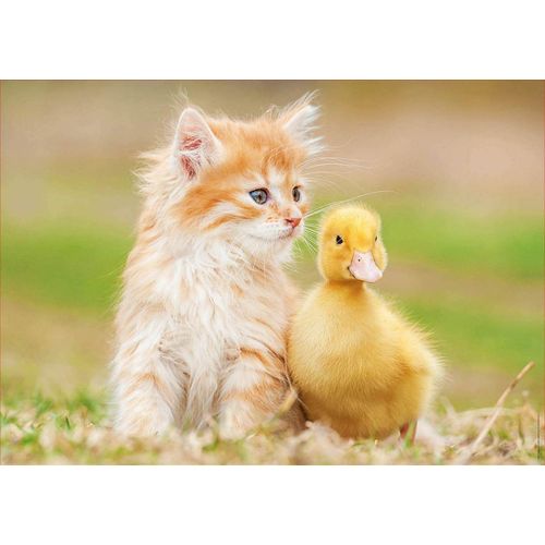 Genuine  500 Adorables Amis