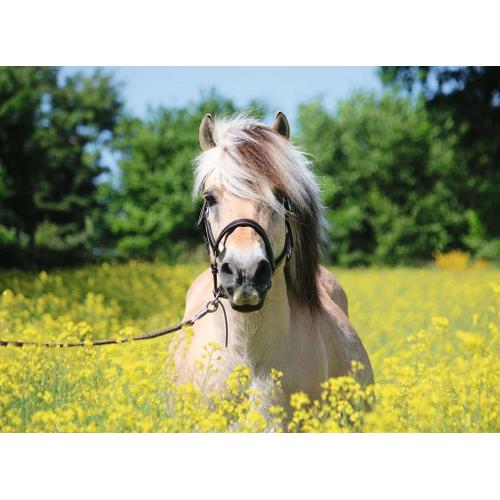 Puzzle 500 Pièces Cheval Dans Le Champ De Fleurs