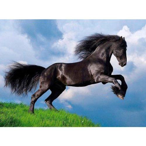 Puzzle Cheval Noir Dans La Prairie - 500 Pieces - Clementoni Collection Animaux Et Paysage