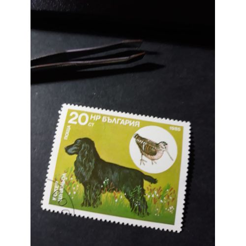 Chien De Chasse Timbre Bulgarie Tp16