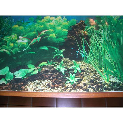 Affiche Paysage Aquarium Juwel 80 X 49 Cm.