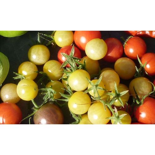 Tomate Cerise Champagne - 15 Graines