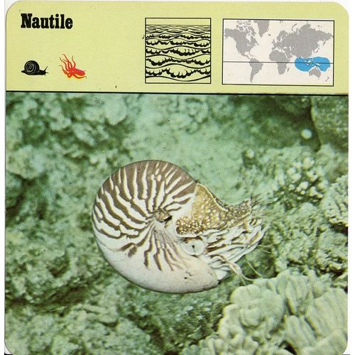 Fiche Nautile