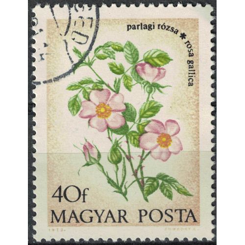 Hongrie 1973 Oblitéré Used Plante Fleurs Rosa Gallica Su