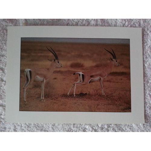 Carte Postale Gazelles De Grant En Tanzanie Avec Passe-Partout Blanc