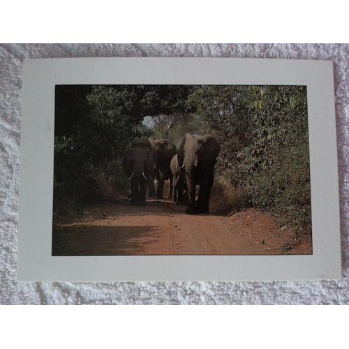 Carte Postale Horde D'éléphants Au Parc National Du Lac Manyara En Tanzanie Passe-Partout Blanc