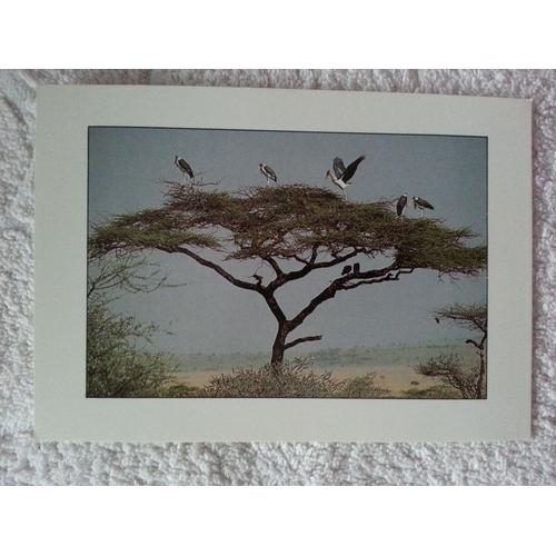 Carte Postale Cigognes Marabout D'afrique Sur Un Acacia En Tanzanie Avec Passe-Partout Blanc