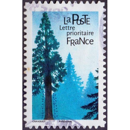 Timbre Séquoia Géant - Sequoiadendron Giganteum