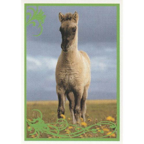 N° 13 - Stickers Image Panini Vignette - Un Amour De Cheval