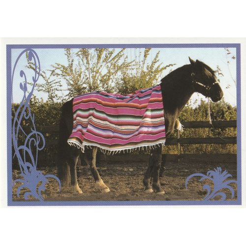 N° 17 - Stickers Image Panini Vignette - Un Amour De Cheval